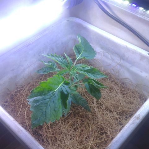 Banana OG growlog timeline photo