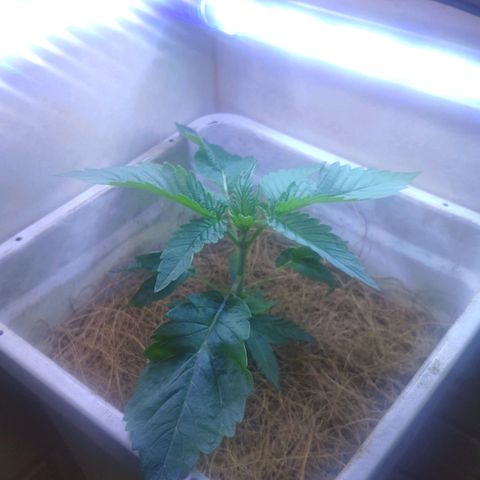 Banana OG growlog timeline photo
