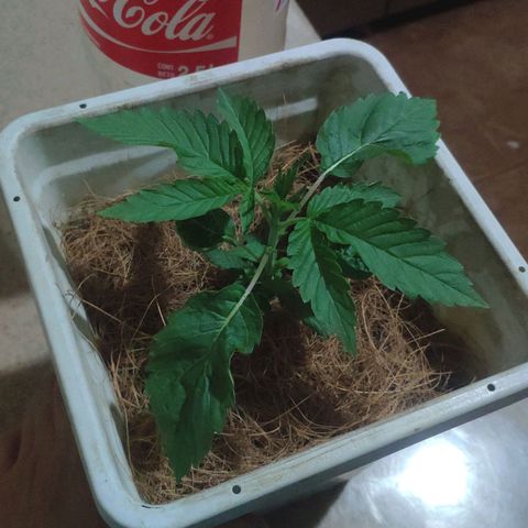 Banana OG growlog timeline photo