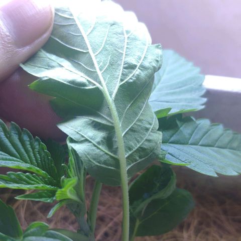 Banana OG growlog photo: Red spider mite