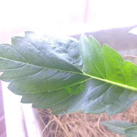 Banana OG growlog photo: Red spider mite