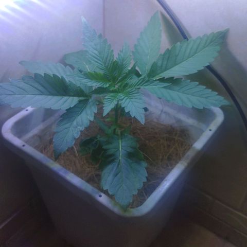 Banana OG growlog timeline photo