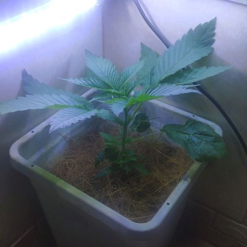 Banana OG growlog timeline photo