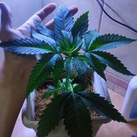 Banana OG growlog timeline photo