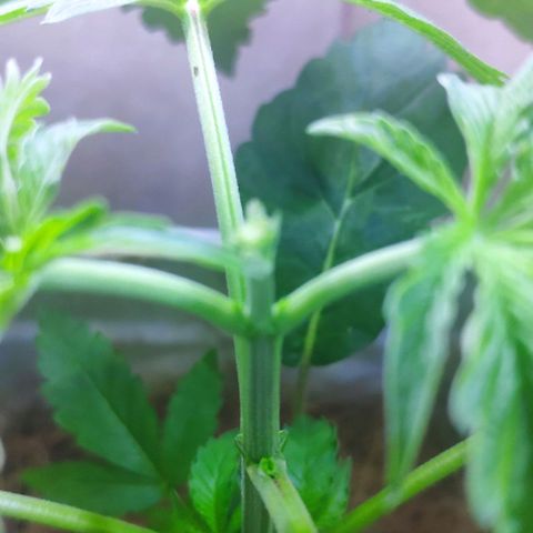 Banana OG growlog photo: FIM Triming