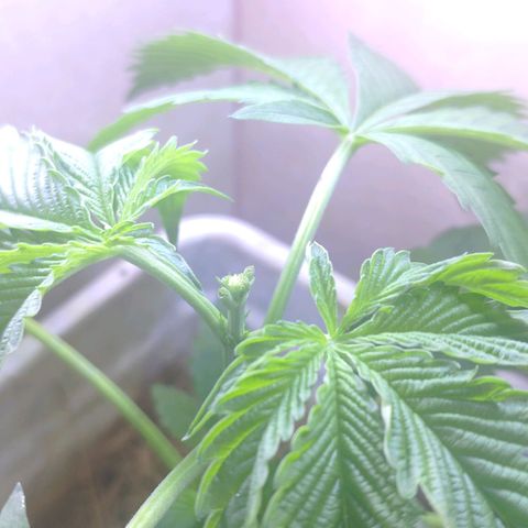 Banana OG growlog photo: FIM Triming