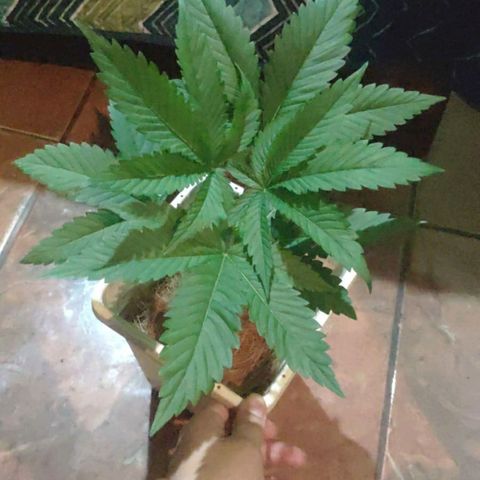 Banana OG growlog photo: Next day before Fiming