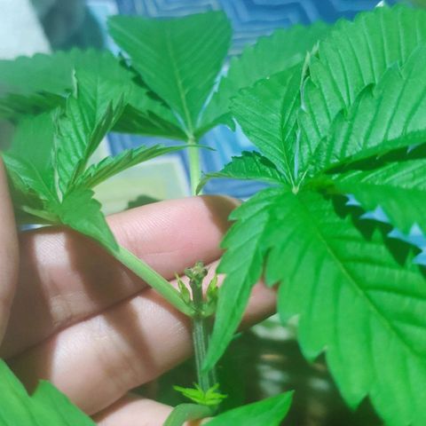 Banana OG growlog photo: Next day before Fiming