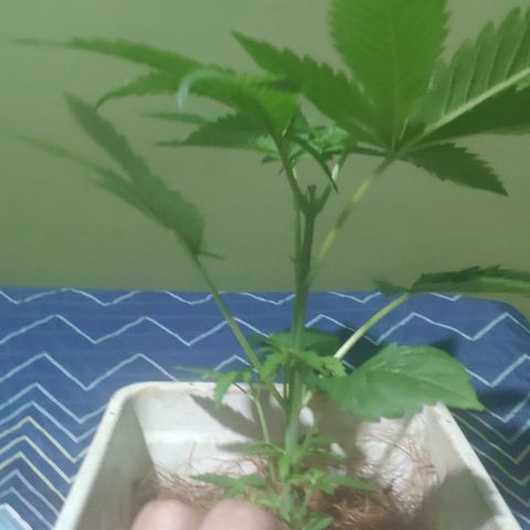 Banana OG growlog photo: Next day before Fiming