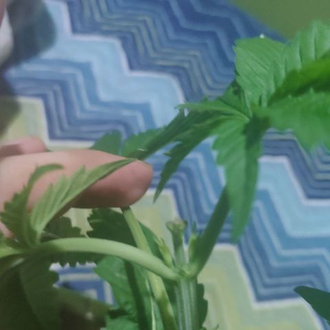 Banana OG growlog photo: Next day before Fiming