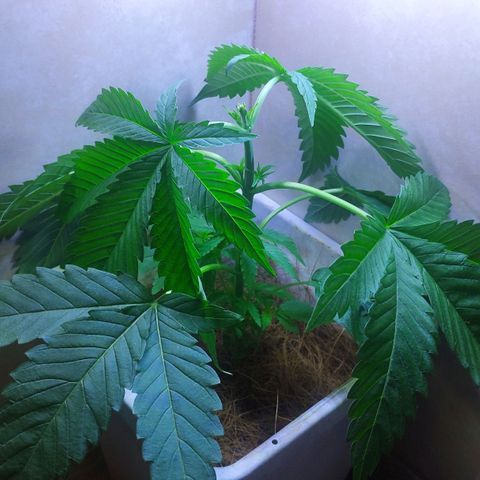 Banana OG growlog photo: Next day before Fiming