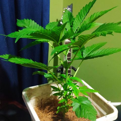 Banana OG growlog photo: Next day before Fiming