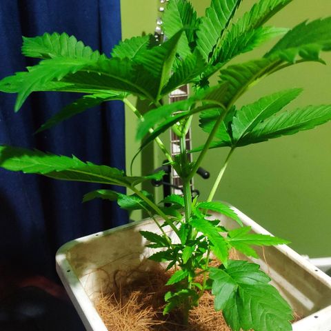 Banana OG growlog photo: Next day before Fiming