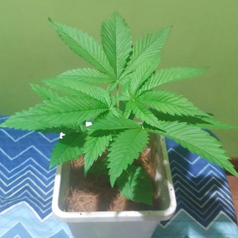 Banana OG growlog photo: Next day before Fiming