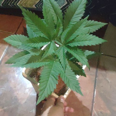 Banana OG growlog photo: Next day before Fiming