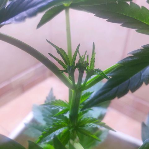 Banana OG growlog timeline photo