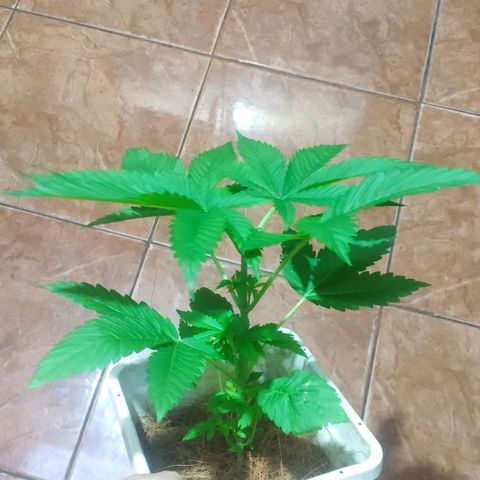 Banana OG growlog timeline photo