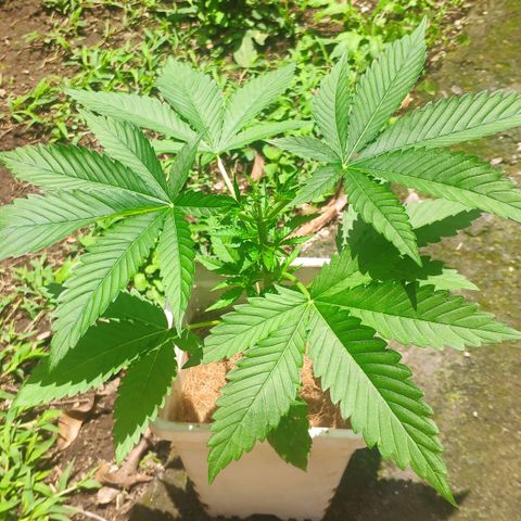 Banana OG growlog timeline photo
