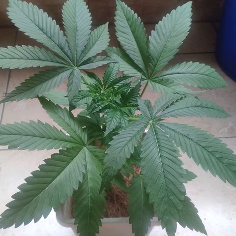 Banana OG growlog timeline photo