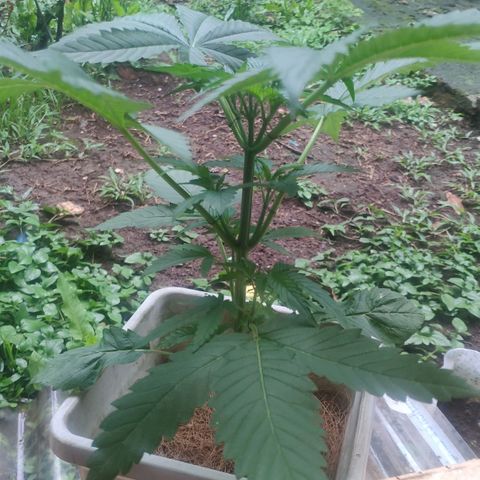 Banana OG growlog timeline photo
