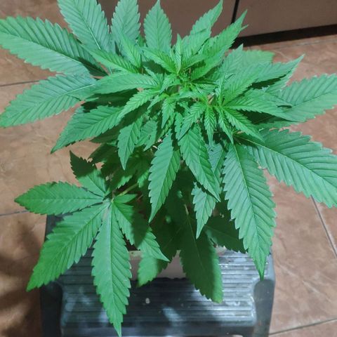 Banana OG growlog timeline photo