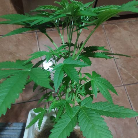 Banana OG growlog timeline photo
