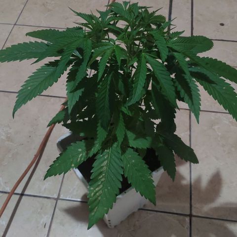 Banana OG growlog photo: Burn Foliar Issue 