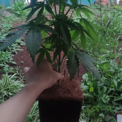 Banana OG growlog photo: Burn Foliar Issue 