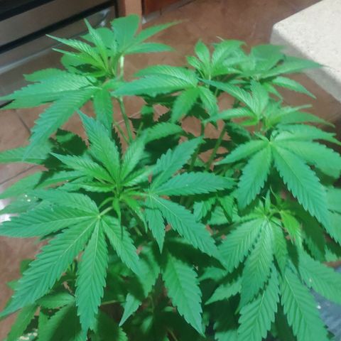 Banana OG growlog timeline photo