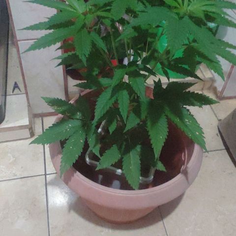 Banana OG growlog photo: Pot for Transplant