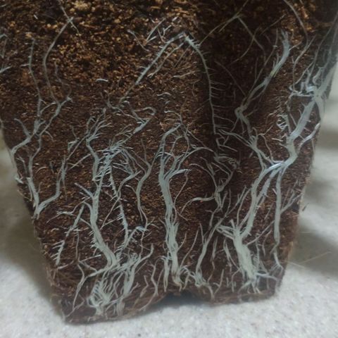 Banana OG growlog photo: Root System 