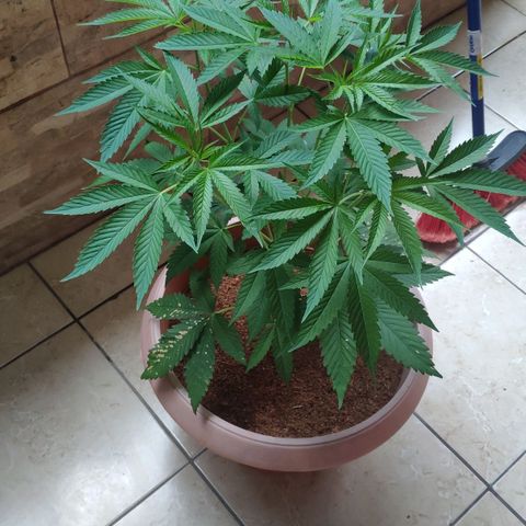 Banana OG growlog timeline photo