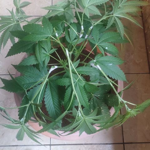 Banana OG growlog photo: Training