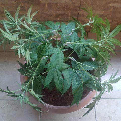 Banana OG growlog photo: Training