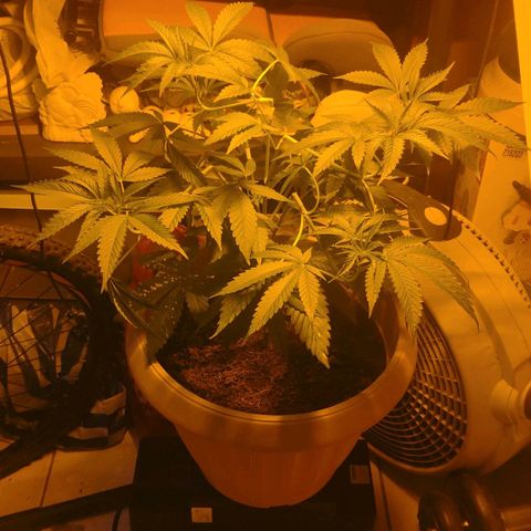 Banana OG growlog timeline photo