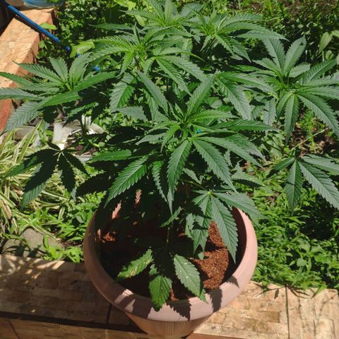 Banana OG growlog timeline photo
