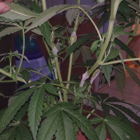 Banana OG growlog timeline photo