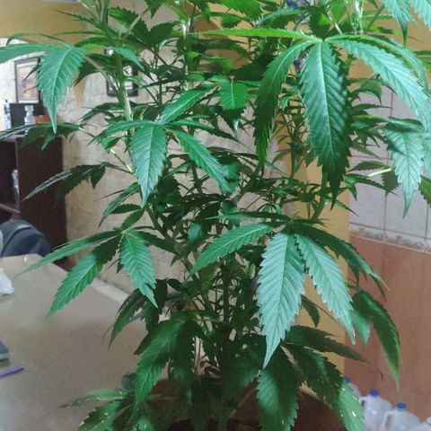 Banana OG growlog timeline photo