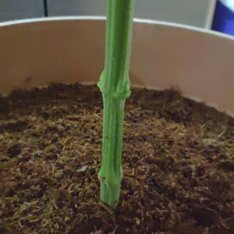 Banana OG growlog timeline photo