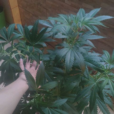 Banana OG growlog timeline photo