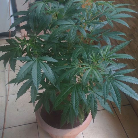 Banana OG growlog timeline photo