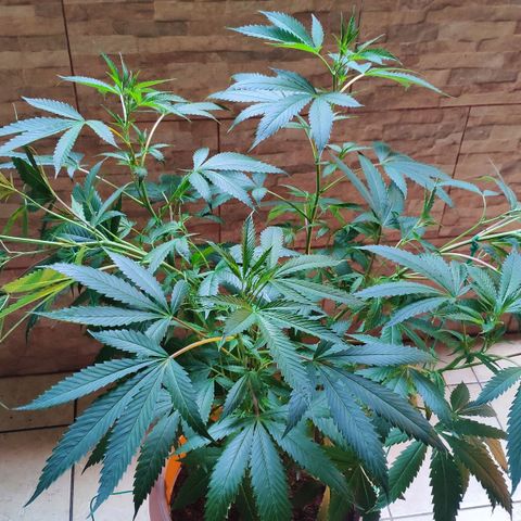 Banana OG growlog photo: Training