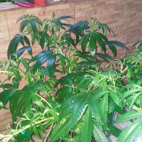 Banana OG growlog photo: Training