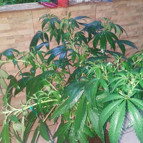 Banana OG growlog photo: Training