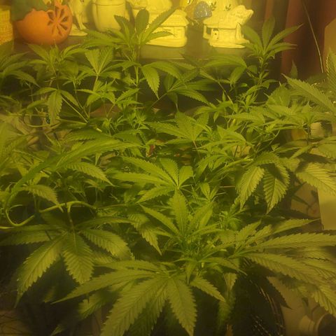 Banana OG growlog timeline photo
