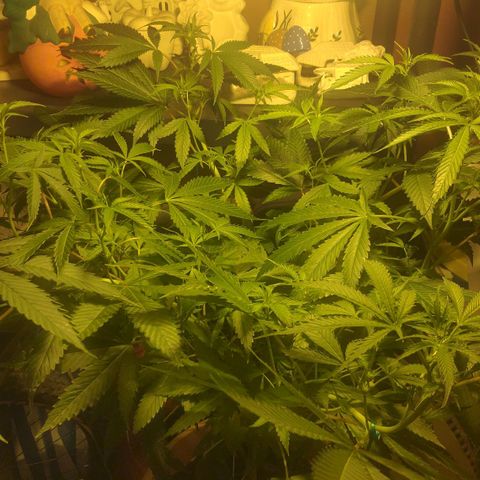 Banana OG growlog timeline photo