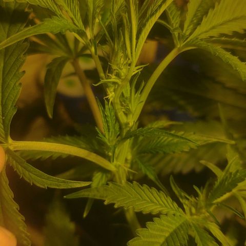 Banana OG growlog timeline photo