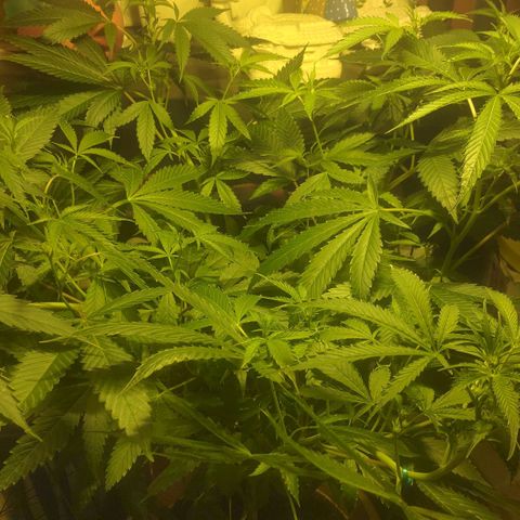 Banana OG growlog timeline photo