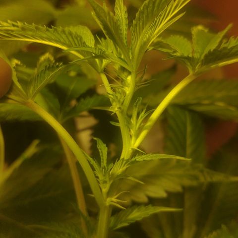 Banana OG growlog timeline photo