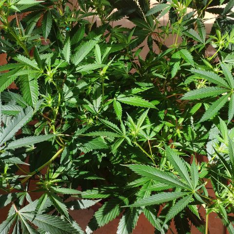 Banana OG growlog timeline photo